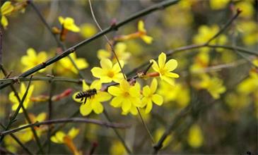 New Cling, New Future!